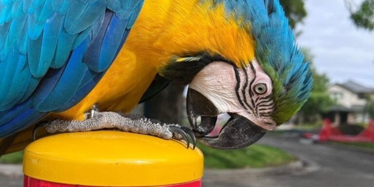 Meet With The Steve Jobs Of The Harlequin Macaw Industry