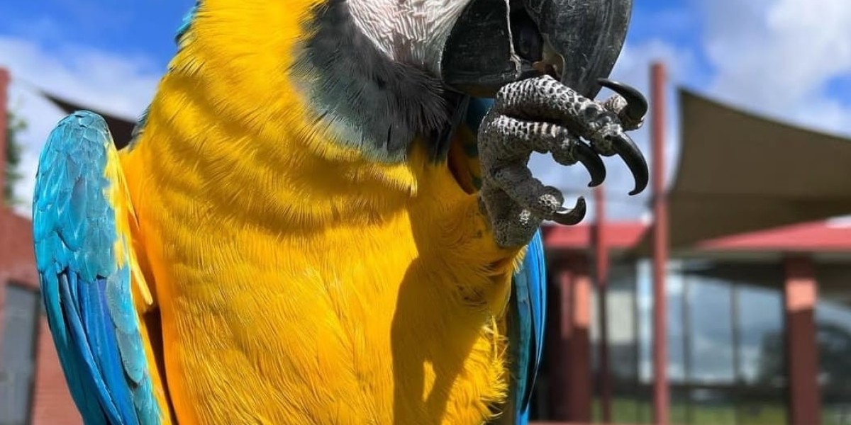 Where to Buy Macaws: Everything You Need to Know