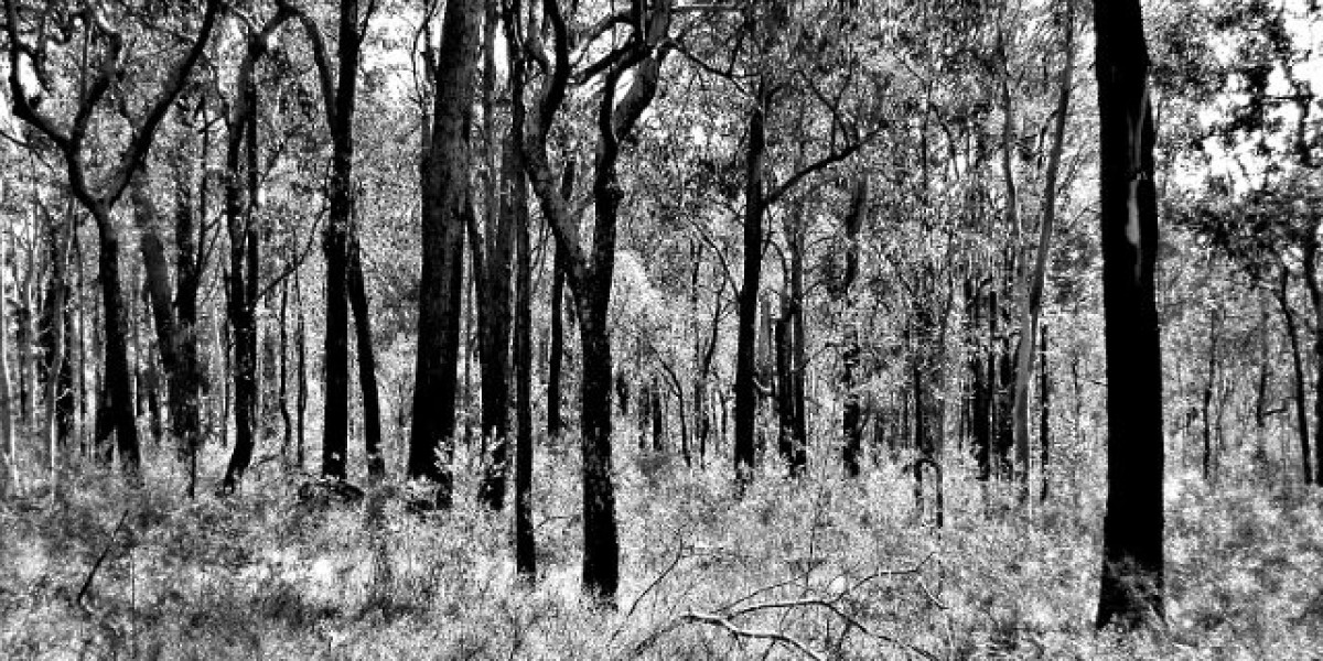 Zoome No Deposit Bonus Codes & Review