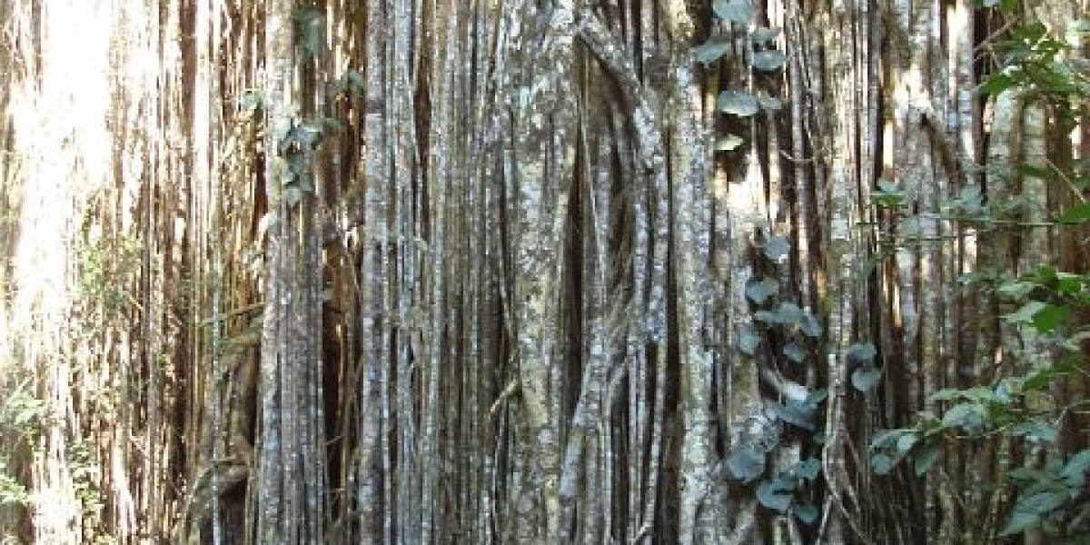 ⭐️ RocketPlay Casino Australia Login Blast Off to Big Wins!