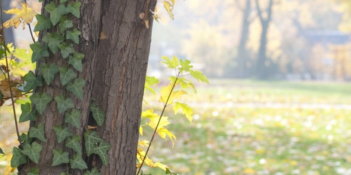 Free coins fpr Casman Cas daily reward links