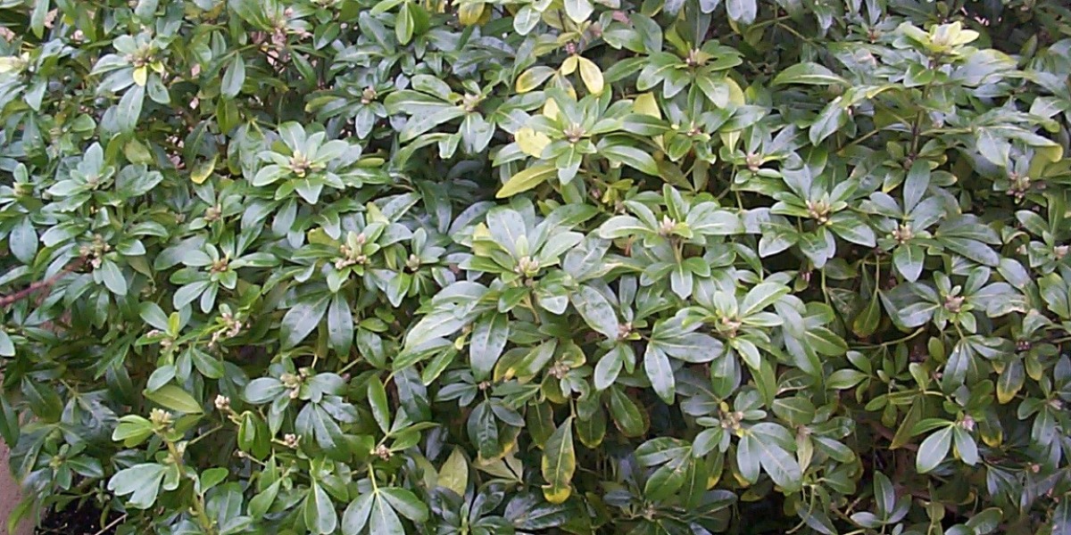 Top Social Casinos that pay real money this weekend Get free SC at social casinos nj com