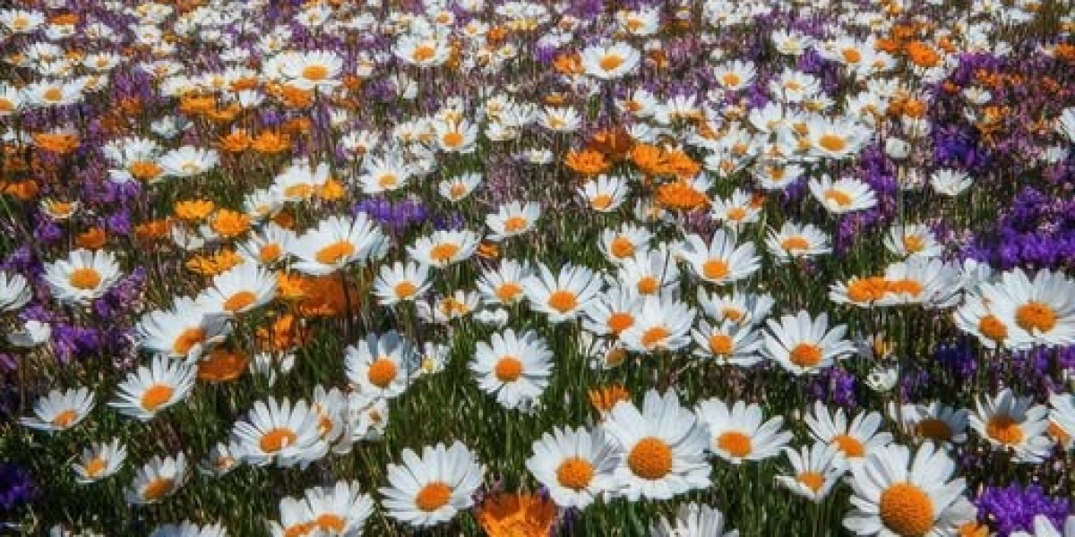 Gamethread: Orioles at White Sox hold-up, rainfall, est. very first pitch 3 p.m.