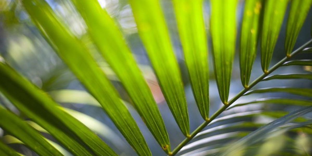 Top 10 Online Casinos for Real Money in Australia November 2025