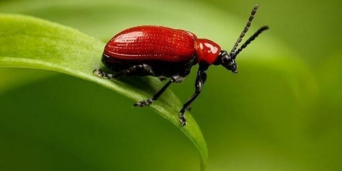 Essential Premier League Betting Tips – December 19, 2025: Matchday 17's Most Compelling Selections