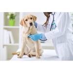 Park Hills Animal Hospital Profile Picture