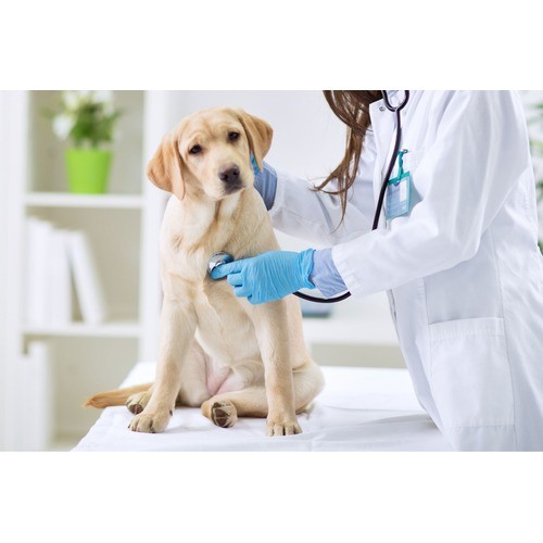 Park Hills Animal Hospital Profile Picture