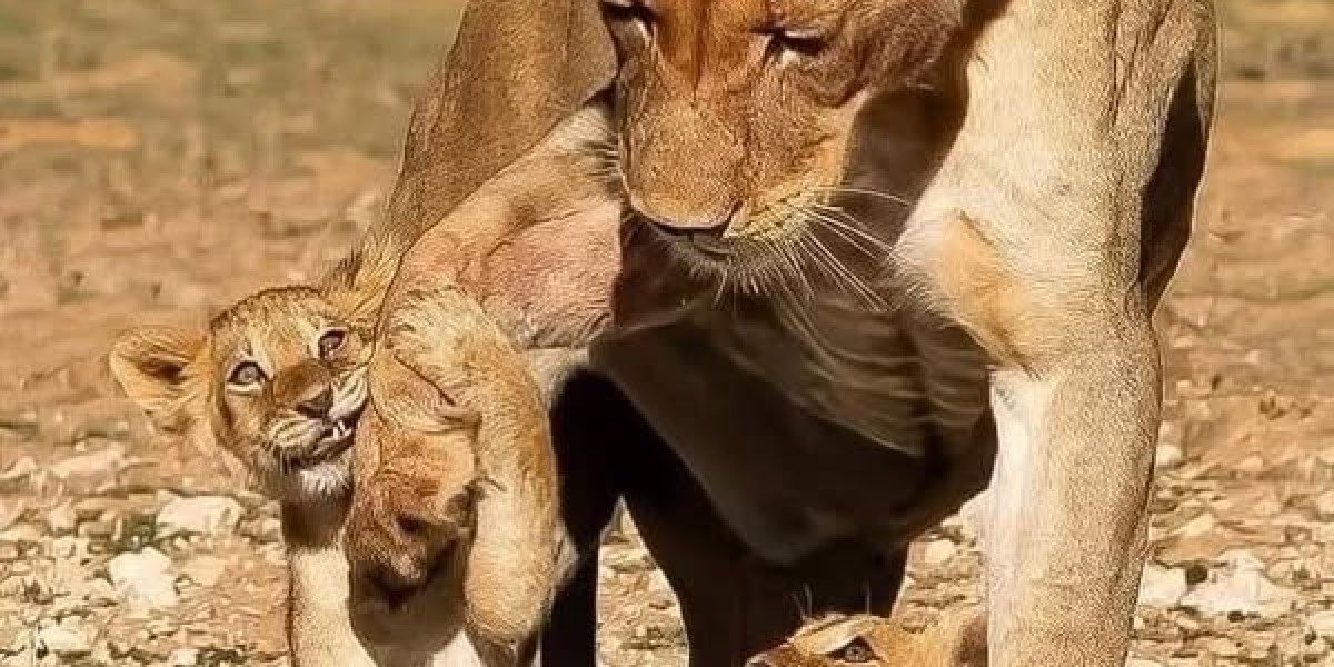 Yankees 2025 Roster Article Playing cards: Marcus Stroman